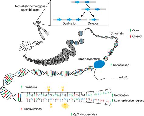 New insights into the generation and role of de novo mutations in ...