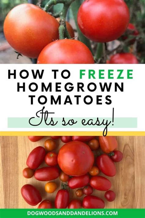 Freezing Tomatoes-The simplest way to preserve tomatoes – Dogwoods & Dandelions