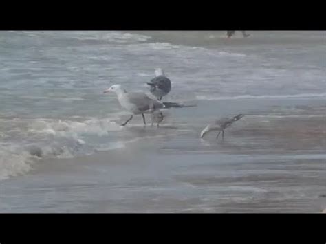 SEAGULLS eating SAND CRABS at the beach - YouTube