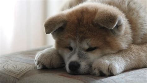 Akita Inu - the ultimate Japanese dog breed