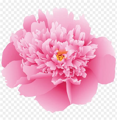 Download pink peony flower png images background | TOPpng