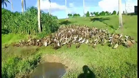 itik farming sa bukid - YouTube