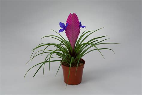 Tillandsia Cyanea-Anita | Tillandsia, Flowers, Pretty plants