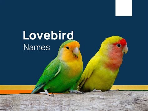 487+catchy and cute Lovebird Names (+Generator)