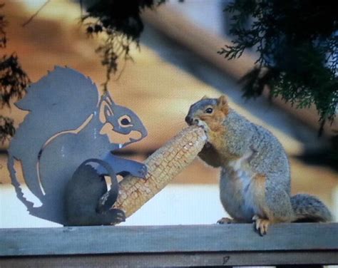 Funny Squirrel Corn Feeder - Etsy