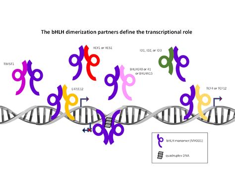 IJMS | Free Full-Text | Homodimeric and Heterodimeric Interactions ...