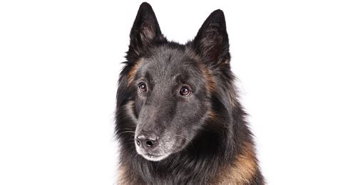 Belgian Tervuren Dog Breed Information - American Kennel Club