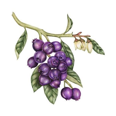 Drawing style of blueberry | Fruit illustration, Illustration, Drawings