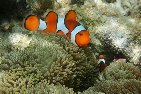 Snorkeling Blue Lagoon - Menjangan Island Trip