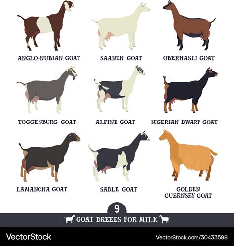 Set nine breeds domestic goats flat Royalty Free Vector