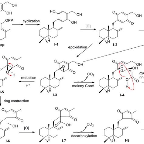 Plausible Biosynthetic Pathway of Compounds 1−4. | Download Scientific ...