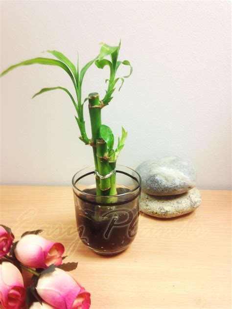 1 Lucky Bamboo Ribbon Plant 3 Stalks in Colour Vase House Office Decor ...