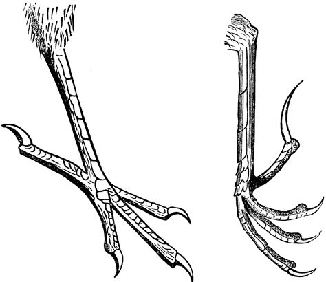 Typical Passerine Bird Feet | ClipArt ETC