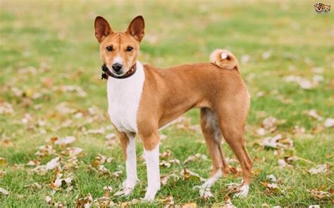 Basenji Dog Breed Temperament and Personality - Energetic and Curious