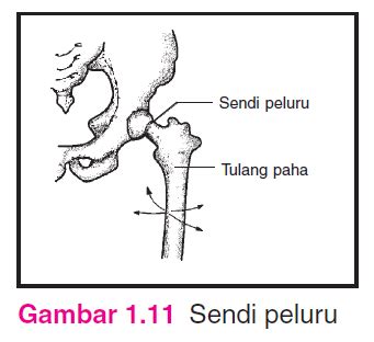 Materi IPA Kelas IV SD/MI Bab Sistem Rangka Manusia dan Kegunaannya ...