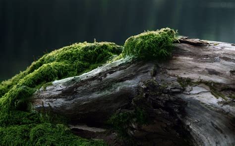 Moss Wallpapers - Top Free Moss Backgrounds - WallpaperAccess