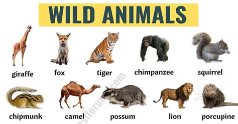 Wild Animals Images With Names