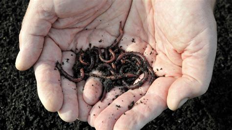 Worms and soil function: increase aeration & plant growth - Lordington Park Agronomy