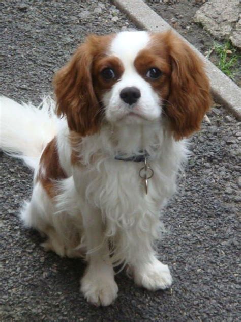 Cavalier King Charles Spaniel Rescue - All You Need Infos