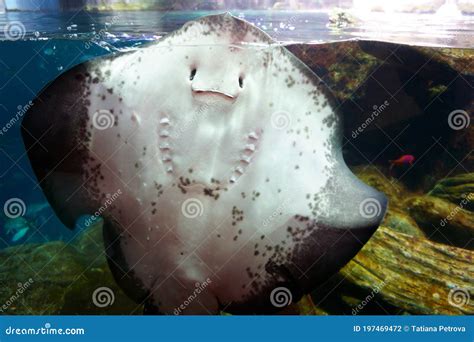 Smiling Batoidea Under Water, Marine Fish In The Aquarium. Man In ...