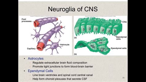 Glial Cells Vs Neurons Similarities Between - slideshare