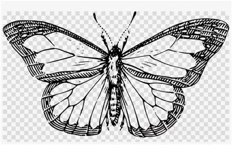 Butterfly Outline Clipart Butterfly Clip Art - Line Drawing Of A Butterfly - 900x520 PNG ...