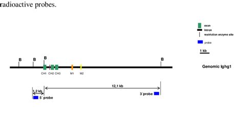 Restriction map of the BamHI enzyme in the wilde type Ighg1 locus ...