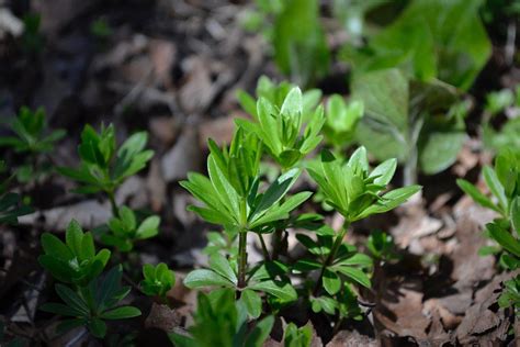 Sweet Woodruff: Shade-Loving Groundcover and Aromatic Herb - Brooklyn ...