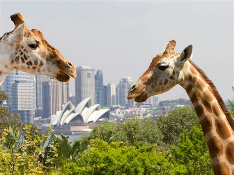 Taronga Zoo Sydney | Sydney, Australia - sydney.com