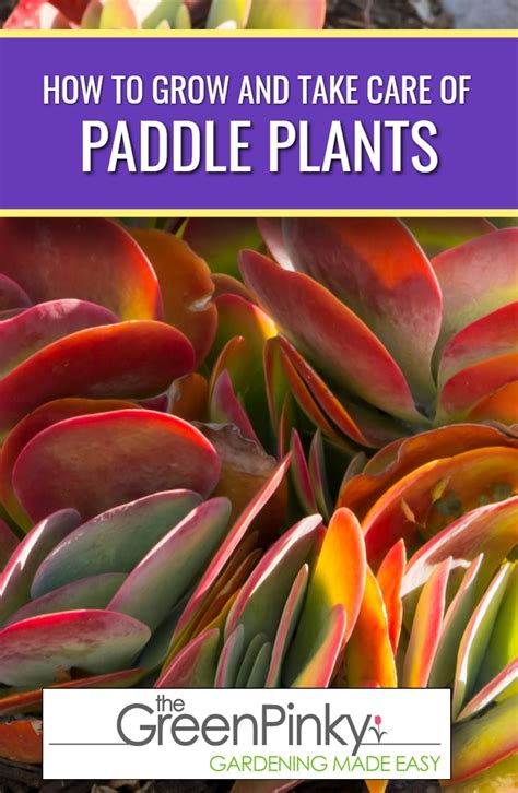 How to Grow Paddle Plants? — Tips for Healthy Paddle Plants