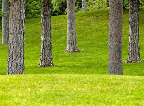 Grassy Park and Trees stock image. Image of horizon, outside - 11611329