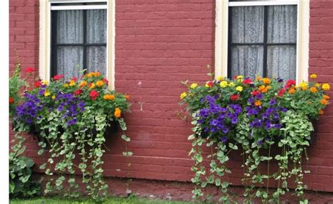 Plants, Periwinkle flowers, Vinca vine