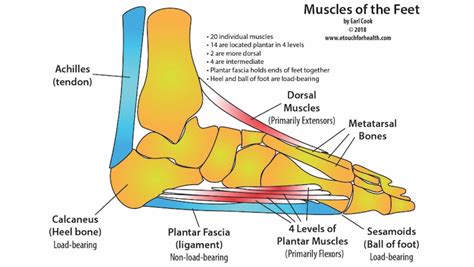 Diagnosing Foot Pain Diagram