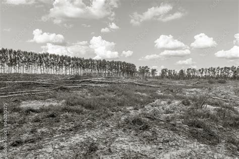 Area of illegal logging. Forests Deforestation humans are causing ...