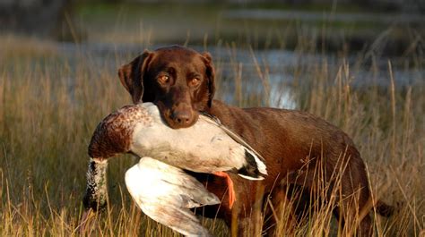 How to Train a Hunting Dog To Retrieve | Duck Hunt Dog