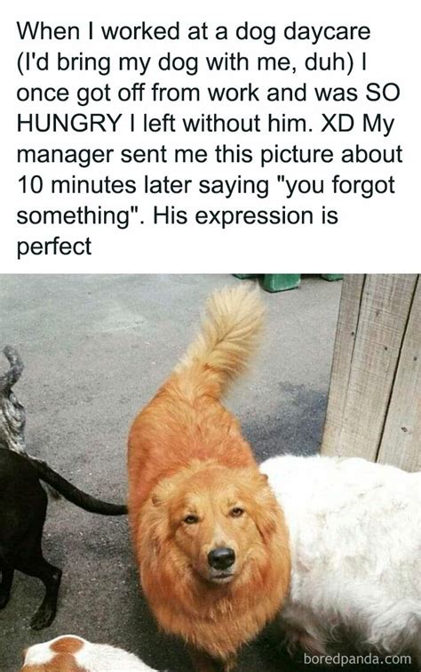 This Facebook Page Is All About Relatable Dog Memes, Here Are 50 Of The ...