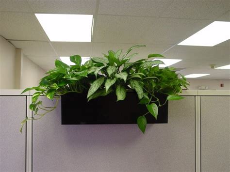 Pin on Office plants