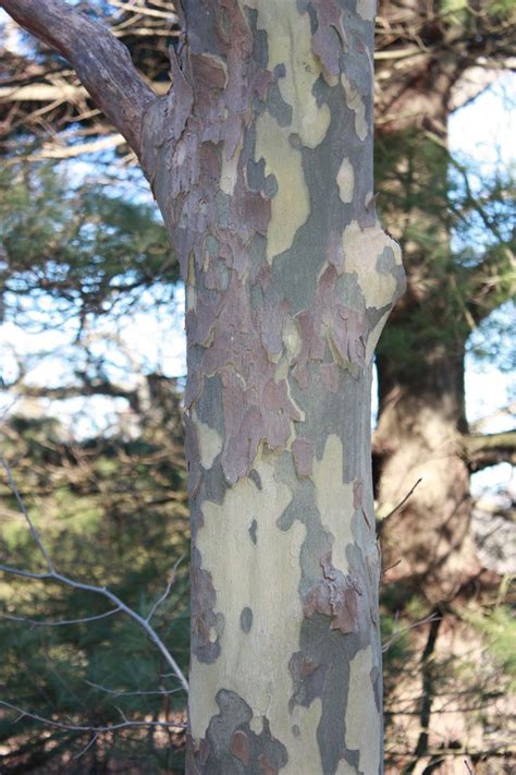 9 best Sycamore bark images on Pinterest | Sycamore trees, Banana and ...