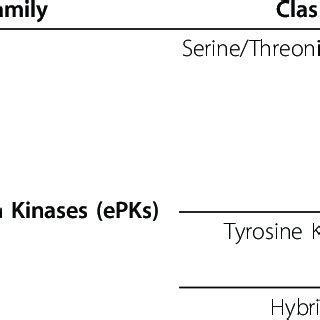 Protein kinase classification | Download Table