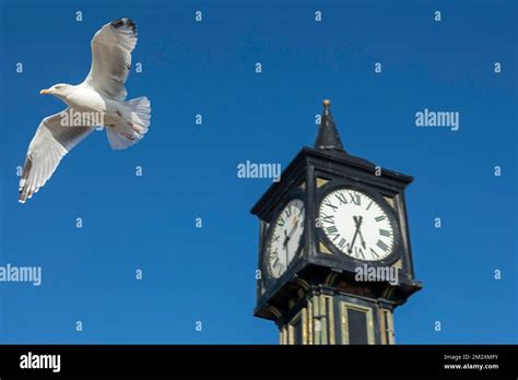 Seagull (Laridae) in flight, Clock Tower, Palace Pier, Brighton, East Sussex, England, United ...