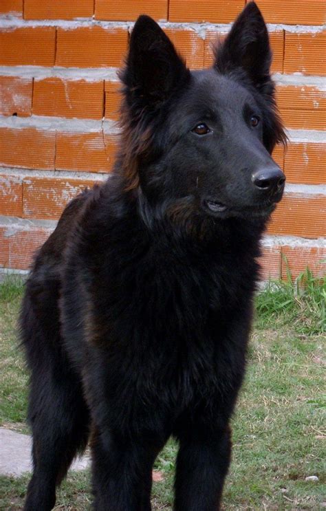 Belgian Shepherd | Australian shepherd dogs, Black german shepherd dog ...