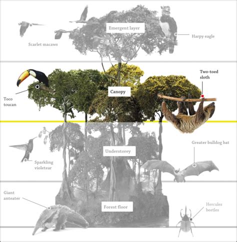 The Canopy Layer | Canopy Layer Animals | DK Find Out