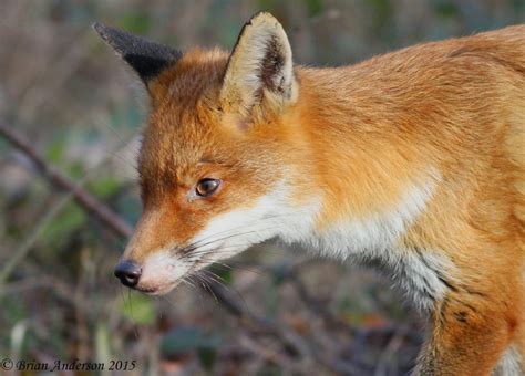 Brian's birding blog: Epping Forest Fox