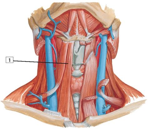 Infrahyoid and Suprahyoid Muscles Anatomy - pediagenosis