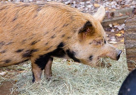 8+ Kunekune Breeding - NoleenChiron