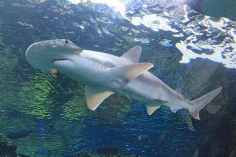 Carcharhiniformes - Bonnethead Shark