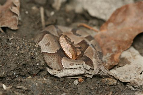 Northern Copperhead (Agkistrodon contortrix mokasen) - Psychotic Nature