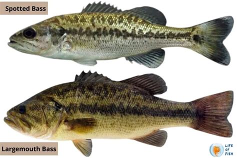 Largemouth vs Spotted Bass | 10 Debatable Facts About Them