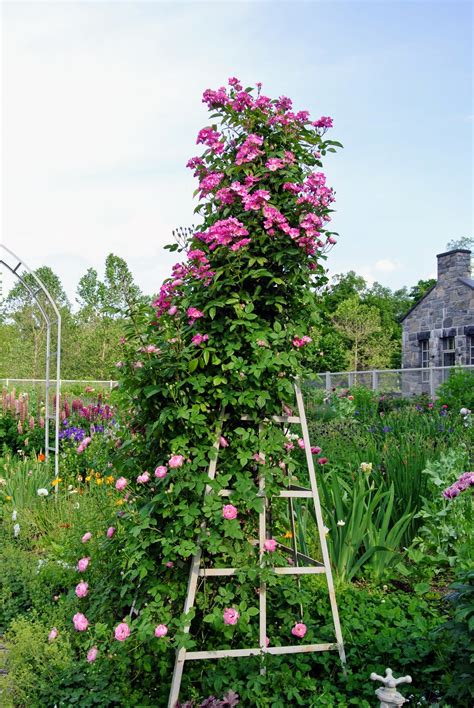 Pruning and Tying My Climbing Roses - The Martha Stewart Blog