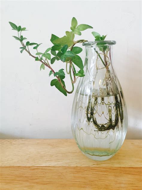 Free Images : plant, white, leaf, flower, vase, green, produce ...